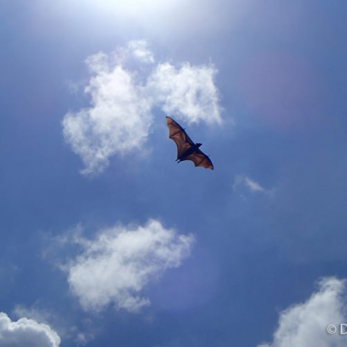Bat Flying Sri Lanka