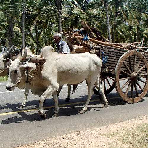 Chariot Sri Lanka