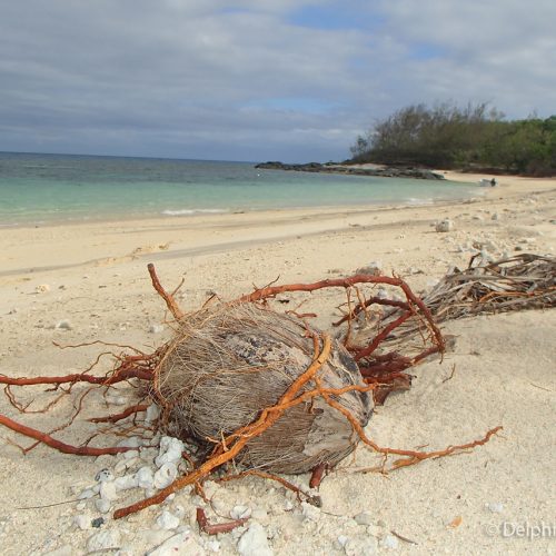 Coconut Fiji Beach