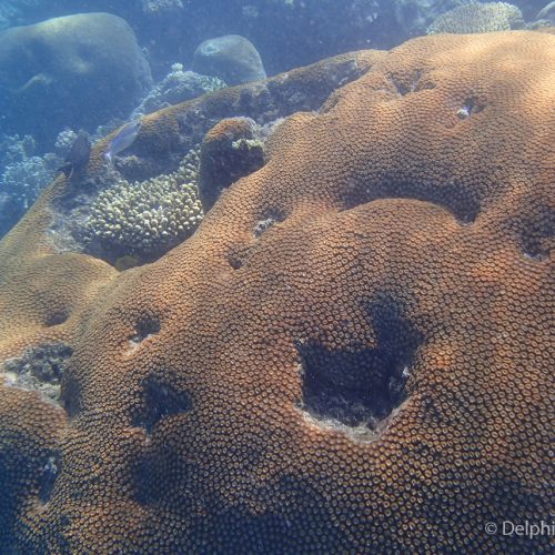 Fiji Corals