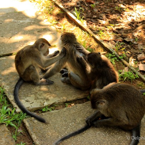 Monkeys Borneo