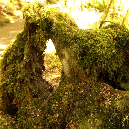 Root Tree Te Anau