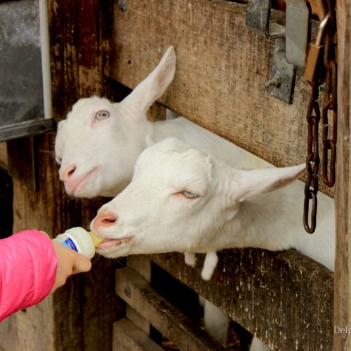 Goats Geitenboerderij