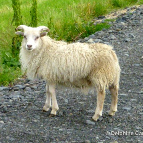 Goat Iceland