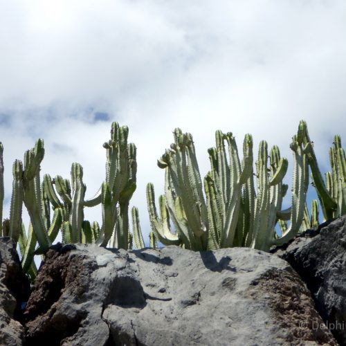Cactus Spain