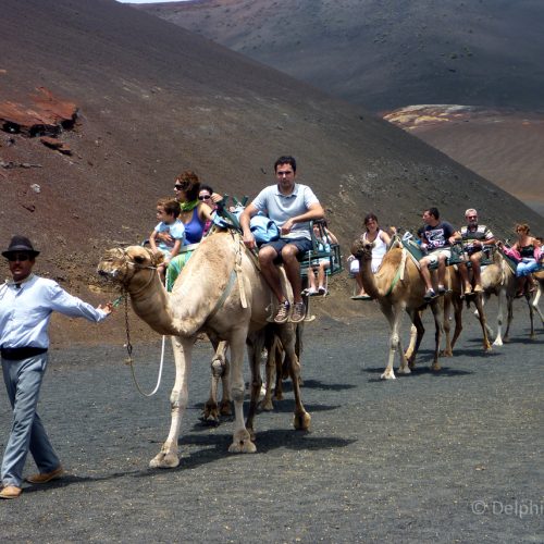 camel walk
