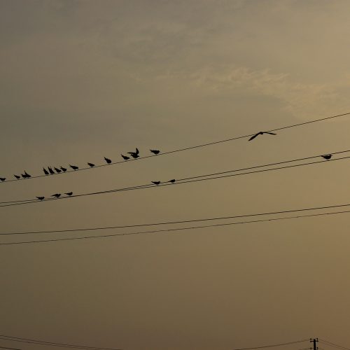 Birds On Electrical Line