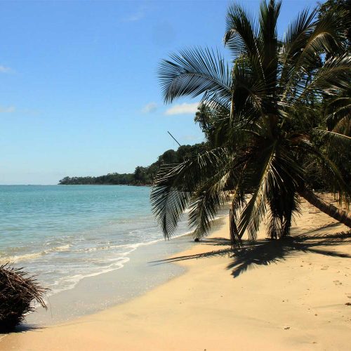 Coconut on beach