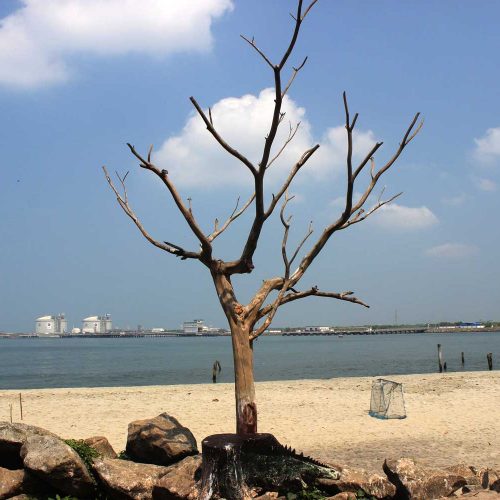 Dead Tree On Beach