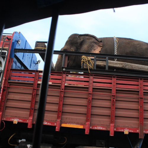 Elephan On A Truck India