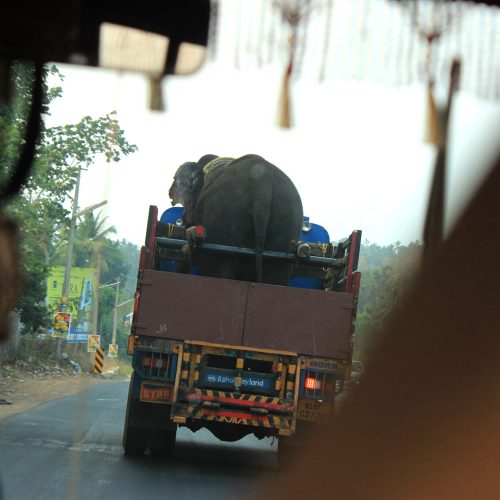 Following An Elephan On A Truck