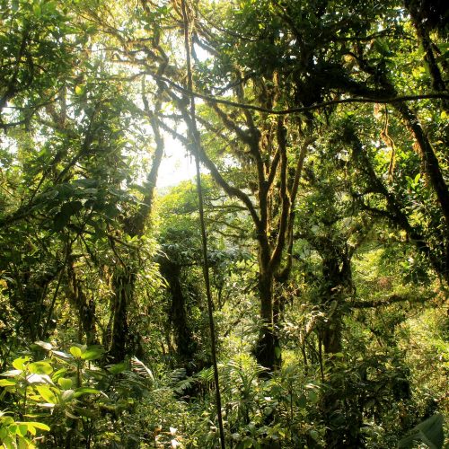 Jungle Monteverde