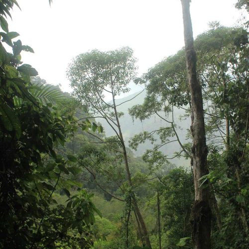 Rain Forest Panama