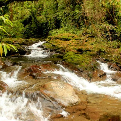River In Jungle Panama