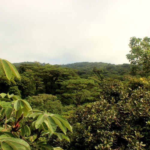 View jungle