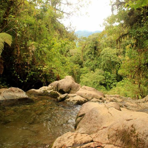 Water Pool In Jungle Panam
